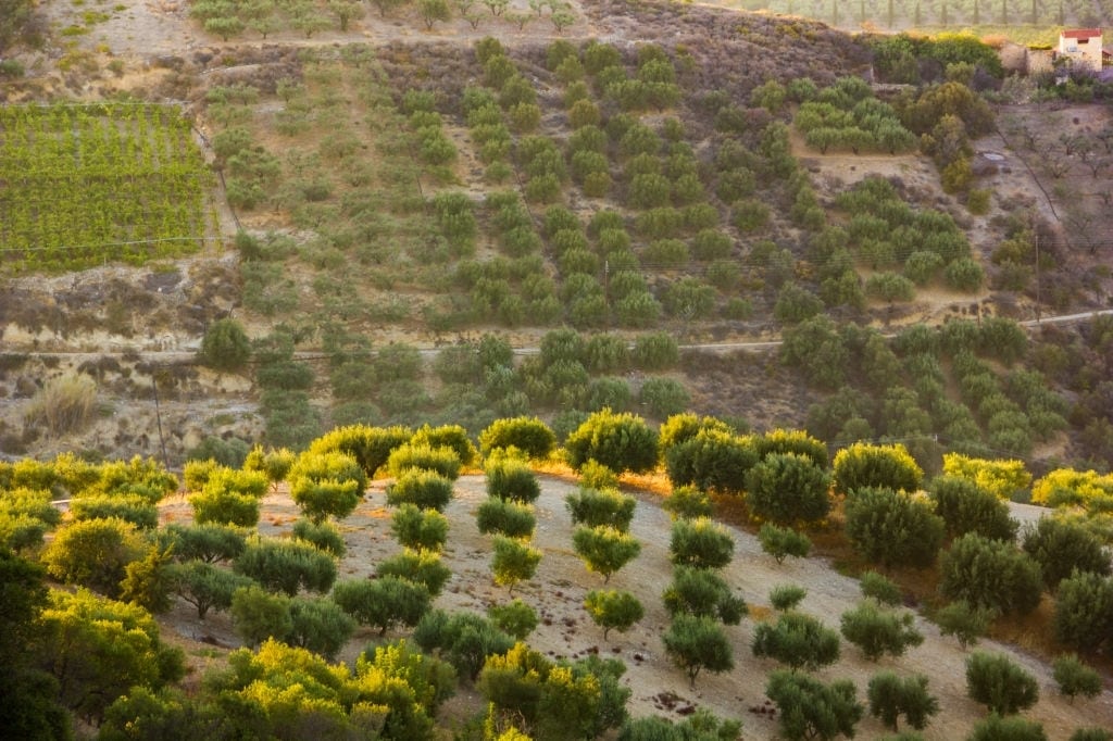 Cretan Wineries